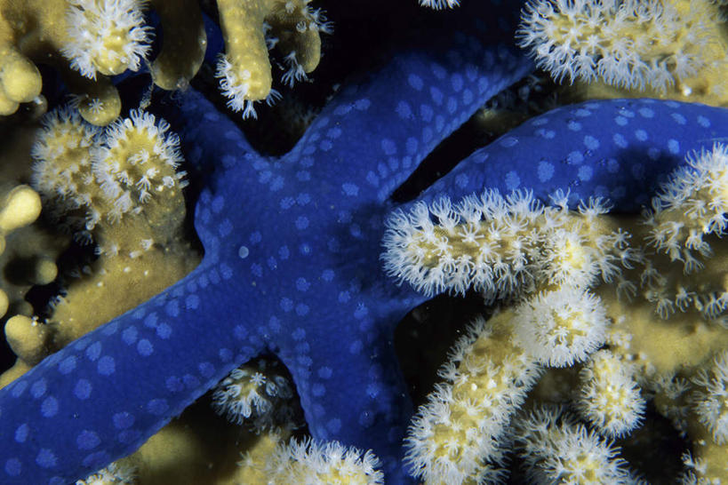 无人,横图,俯视,室外,特写,白天,美景,海星,阴影,光线,影子,景观,海洋生物,无脊椎动物,一个,阳光,自然,动物,生物,景色,单个,腔肠动物,自然风光,蓝海星,蓝指海星,珊瑚虫,棘皮动物门,星鱼,半身,彩图,高角度拍摄