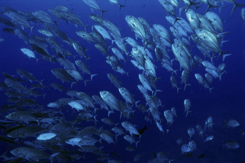 游泳,无人,横图,室外,白天,仰视,海底,水下,海浪,海洋,美景,许多,鱼,景观,浪花,水底,注视,鱼类,海洋生物,自然,海水,观察,看,景色,海底世界,观看,鲹鱼,察看,关注,自然风光,水生动物,水生物,海景,海底动物,鲹,泅水,拍浮,大海,风浪,海,海床,海水的波动,近岸浪,涌浪,半身,彩图,低角度拍摄,大眼鲹,杰克鱼