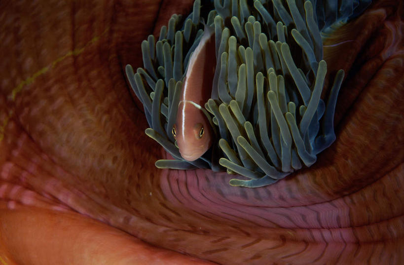 游泳,无人,横图,俯视,室外,白天,海底,水下,海浪,海洋,美景,海葵,一条,鱼,景观,浪花,水底,注视,小丑鱼,鱼类,海洋生物,无脊椎动物,自然,海水,观察,看,景色,海底世界,观看,腔肠动物,察看,关注,自然风光,海葵鱼,海景,泅水,三带双锯鱼,双锯鱼,拍浮,大海,风浪,海,海床,海水的波动,近岸浪,涌浪,彩图,高角度拍摄,全身