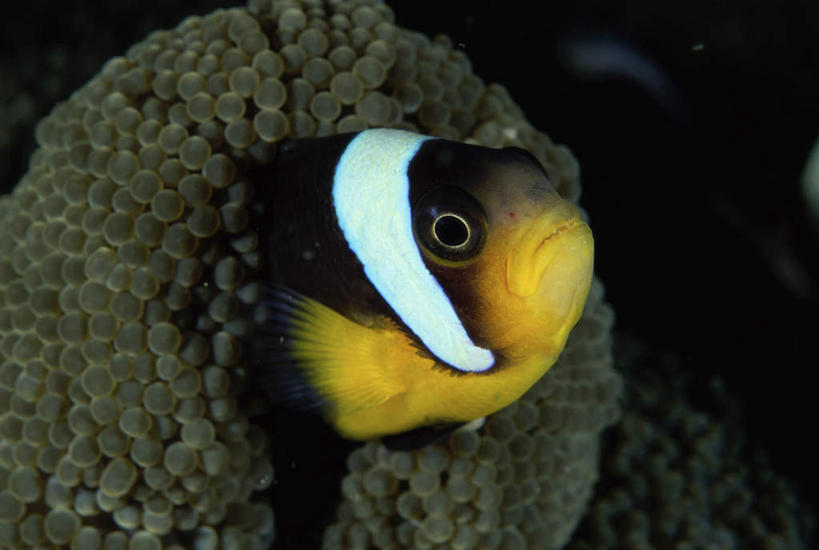 头,无人,横图,室外,特写,白天,正面,海底,水下,海浪,海洋,美景,一条,鱼,景观,浪花,水底,注视,小丑鱼,鱼类,自然,海水,观察,看,景色,海底世界,观看,察看,关注,自然风光,海葵鱼,海景,三带双锯鱼,双锯鱼,头部,大海,风浪,海,海床,海水的波动,近岸浪,涌浪,半身,彩图