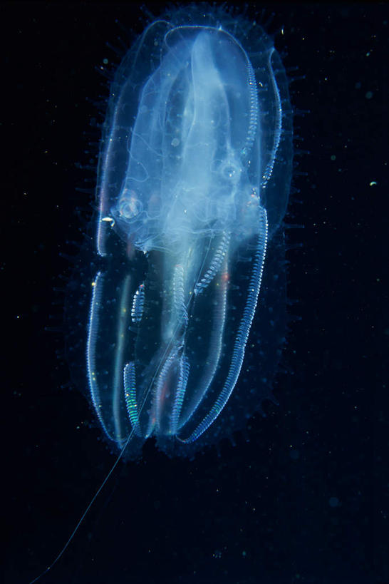 无人,竖图,室外,白天,正面,海底,水下,海浪,海洋,美景,黑色背景,昆虫,景观,浪花,水底,一个,自然,海水,动物,景色,海底世界,单个,自然风光,海景,害虫,蜉蝣,大海,风浪,海,海床,海水的波动,近岸浪,涌浪,彩图,全身