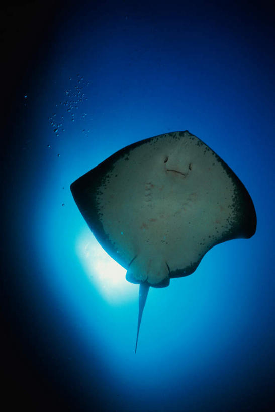 游泳,海鲜,无人,竖图,室外,白天,仰视,海底,水下,海浪,海洋,美景,一条,鱼,景观,浪花,水底,注视,水产,鱼类,海洋生物,自然,海水,观察,看,景色,海底世界,观看,察看,关注,自然风光,水生动物,海产品,水生物,海景,海底动物,魟鱼,魔鬼鱼,蝠鲼,泅水,拍浮,大海,风浪,海,海床,海水的波动,近岸浪,涌浪,彩图,低角度拍摄,全身