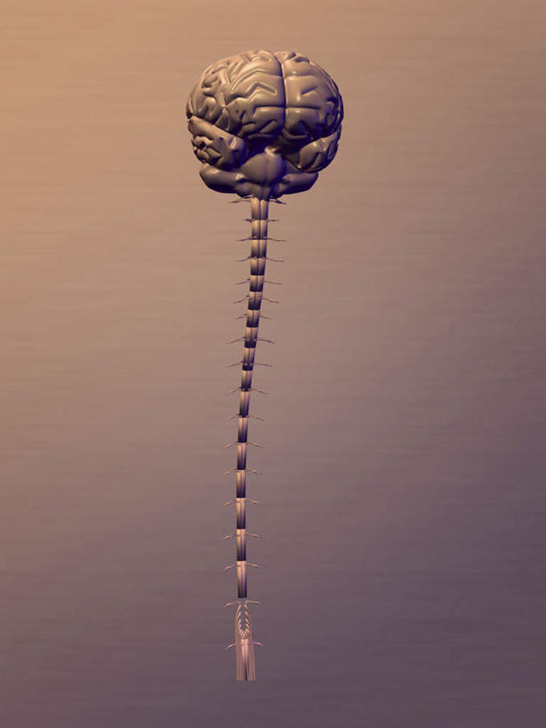 脊髓,无人,竖图,插画,室内,白天,正面,数码,科技,大脑,阴影,网络,高光,几何,计算机图形,合成,图画,画,电脑合成图,数码合成图,器官,合成图,沟壑,漫画,小脑,脑干,写实,具体,具象,大脑皮层,端脑,沟,灰质,回,间脑,脊柱,彩图
