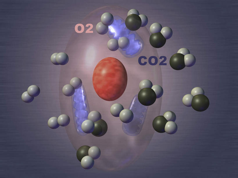 无人,横图,插画,室内,白天,正面,数码,分子,科技,微生物,阴影,紫色背景,科学,网络,化学,医学,英文,标志,文字,细胞,字符,字母,高光,几何,计算机图形,合成,图画,标识,画,英文字母,电脑合成图,数码合成图,生物学,合成图,原子,氧气,漫画,微粒,物质,粒子,写实,具体,具象,氧分子,彩图,氧元素