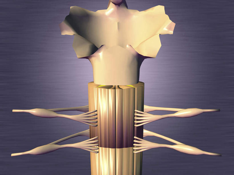 脊髓,骨骼,无人,横图,插画,室内,白天,正面,数码,科技,微生物,阴影,科学,网络,医学,细胞,骨头,高光,几何,计算机图形,合成,图画,画,电脑合成图,数码合成图,骨架,生物学,合成图,漫画,神经元,写实,具体,具象,神经细胞,脊柱,彩图