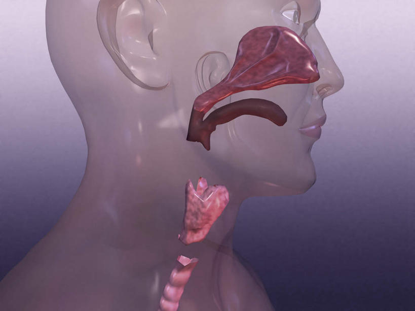 西方人,喉咙,内脏,气管,动脉,静脉,一个人,无人,横图,插画,室内,白天,正面,数码,科技,静物,欧洲,欧洲人,仅一个男性,仅一个人,阴影,紫色背景,网络,医学,高光,几何,计算机图形,系统,合成,图画,画,仅一个年轻男性,模型,人体,电脑合成图,数码合成图,生物学,人体器官,器官,合成图,呼吸,漫画,生理学,写实,具体,具象,呼吸系统,自然科学,博物学,男人,男性,年轻男性,白种人,半身,彩图,吐故纳新,气体交换