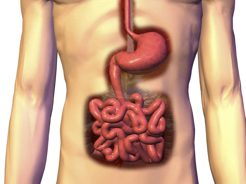 西方人,腹部,内脏,胃,肠,动脉,静脉,十二指肠,一个人,无人,横图,插画,室内,特写,白天,白色背景,正面,数码,科技,静物,欧洲,欧洲人,仅一个男性,仅一个人,阴影,网络,医学,高光,几何,计算机图形,合成,图画,裸露,画,仅一个年轻男性,模型,人体,电脑合成图,数码合成图,生物学,人体器官,器官,合成图,裸,漫画,生理学,写实,具体,具象,男人,男性,年轻男性,白种人,大肠,盲肠,小肠,直肠,胃部,半身,彩图