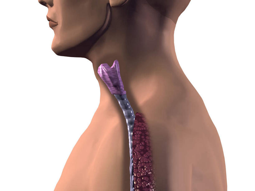 西方人,喉咙,内脏,脊髓,动脉,静脉,一个人,无人,横图,插画,室内,白天,白色背景,正面,数码,科技,静物,欧洲,欧洲人,仅一个男性,仅一个人,阴影,网络,医学,高光,几何,计算机图形,系统,合成,图画,裸露,画,仅一个年轻男性,模型,人体,电脑合成图,数码合成图,生物学,人体器官,器官,合成图,裸,呼吸,漫画,生理学,写实,具体,具象,呼吸系统,自然科学,博物学,男人,男性,年轻男性,白种人,脊柱,半身,彩图,吐故纳新,气体交换