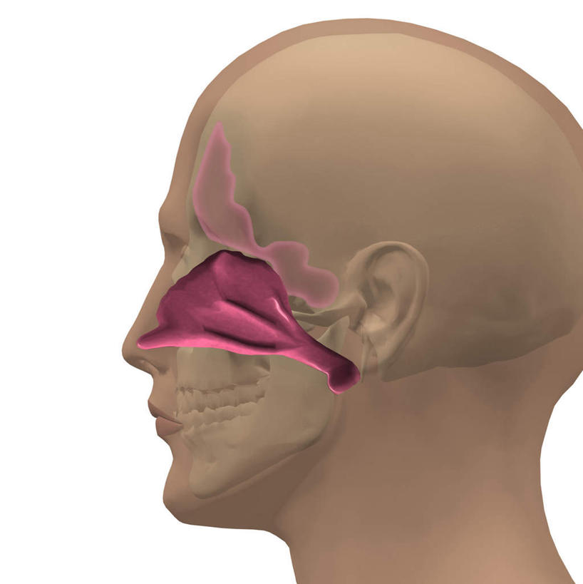 西方人,头,鼻子,耳朵,内脏,动脉,静脉,一个人,无人,竖图,插画,室内,特写,白天,白色背景,正面,数码,科技,静物,欧洲,欧洲人,仅一个男性,仅一个人,阴影,网络,医学,高光,几何,计算机图形,合成,图画,注视,画,仅一个年轻男性,红色,模型,观察,看,人体,观看,电脑合成图,数码合成图,察看,生物学,人体器官,器官,合成图,关注,漫画,鼻腔,生理学,写实,具体,具象,男人,男性,年轻男性,白种人,头部,鼻,鼻孔,耳,耳部,半身,彩图