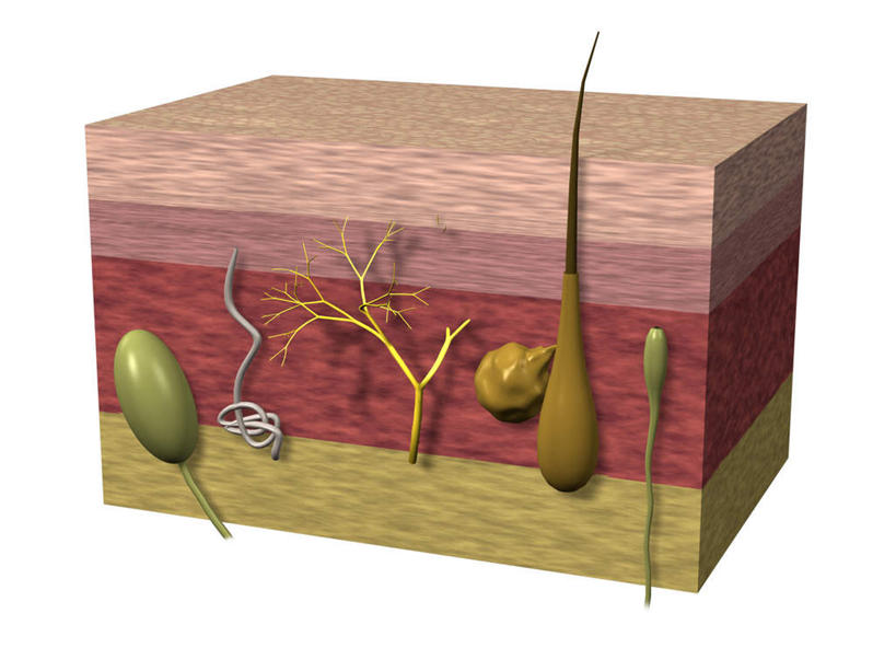 内脏,神经,动脉,静脉,无人,横图,插画,室内,特写,白天,白色背景,正面,数码,科技,静物,阴影,网络,医学,高光,几何,计算机图形,合成,图画,画,模型,人体,皮肤,电脑合成图,数码合成图,生物学,人体器官,毛发,器官,合成图,漫画,生理学,写实,具体,具象,毛囊,汗腺,彩图