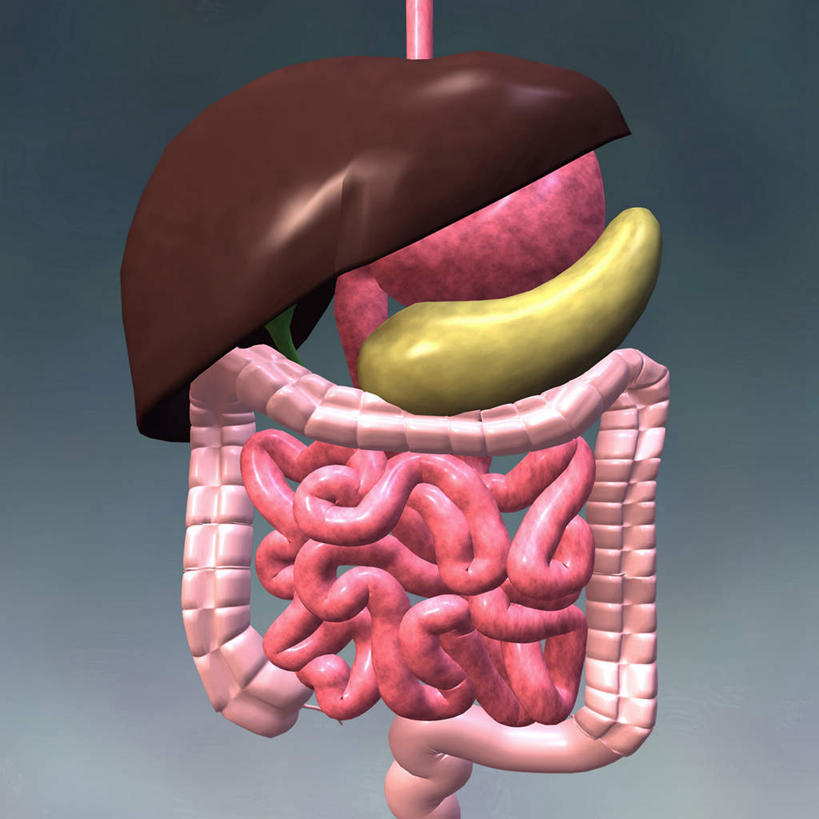 内脏,肝脏,胰腺,肠,阑尾,动脉,静脉,胆囊,十二指肠,无人,方图,插画,室内,白天,正面,数码,科技,静物,阴影,网络,医学,高光,几何,计算机图形,合成,图画,画,人体,电脑合成图,数码合成图,生物学,人体器官,器官,合成图,漫画,生理学,写实,具体,具象,胆管,胰管,大肠,肝,盲肠,小肠,直肠,彩图