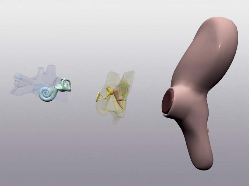 耳朵,无人,横图,插画,室内,白天,正面,数码,科技,静物,阴影,灰色背景,网络,医学,高光,几何,计算机图形,合成,图画,画,模型,人体,电脑合成图,数码合成图,生物学,人体器官,器官,合成图,漫画,耳廓,耳蜗,生理学,写实,具体,具象,内耳,中耳,听觉器官,耳膜,外耳,耳道,耳,耳部,彩图