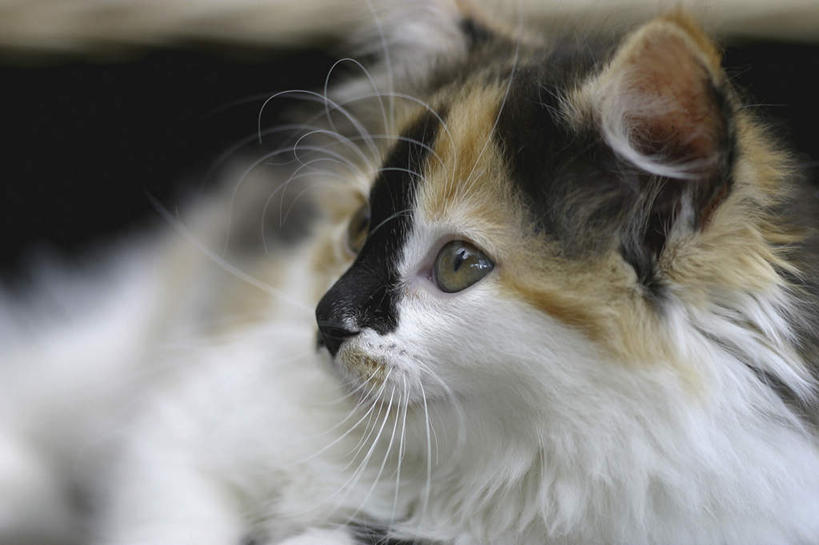 无人,躺,横图,室内,特写,白天,正面,宠物,猫,朦胧,模糊,注视,一只,动物,观察,看,可爱,观看,察看,关注,猫咪,卧着,躺着,卧,半身,彩图