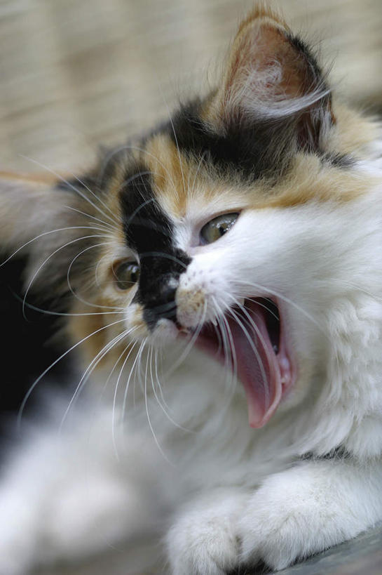 无人,竖图,室内,特写,白天,正面,宠物,猫,朦胧,模糊,大喊,注视,吐舌头,一只,动物,观察,看,伸舌头,张嘴,吐舌,可爱,观看,大叫,察看,关注,猫咪,张大嘴巴,大呼,张开嘴,半身,彩图