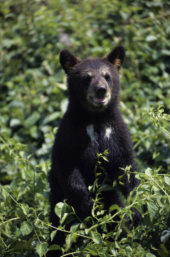 无人,站,竖图,室外,白天,正面,美景,树林,植物,野生动物,熊,黑熊,景观,注视,树,树木,一只,绿色,自然,动物,观察,看,站着,景色,生长,成长,观看,察看,关注,自然风光,凶猛,黑瞎子,熊瞎子,残暴,凶残,站立,半身,彩图