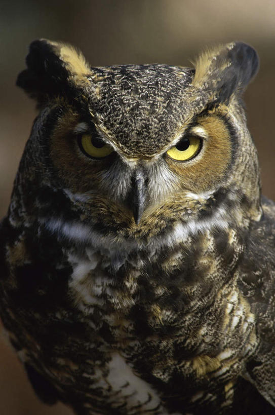 无人,站,竖图,室外,特写,白天,正面,美景,猫头鹰,鸟,野生动物,阴影,朦胧,模糊,反射,鸟类,影子,景观,注视,一只,自然,动物,观察,看,站着,景色,观看,察看,关注,自然风光,凶猛,大雕鸮,残暴,凶残,鸮,枭,站立,半身,彩图