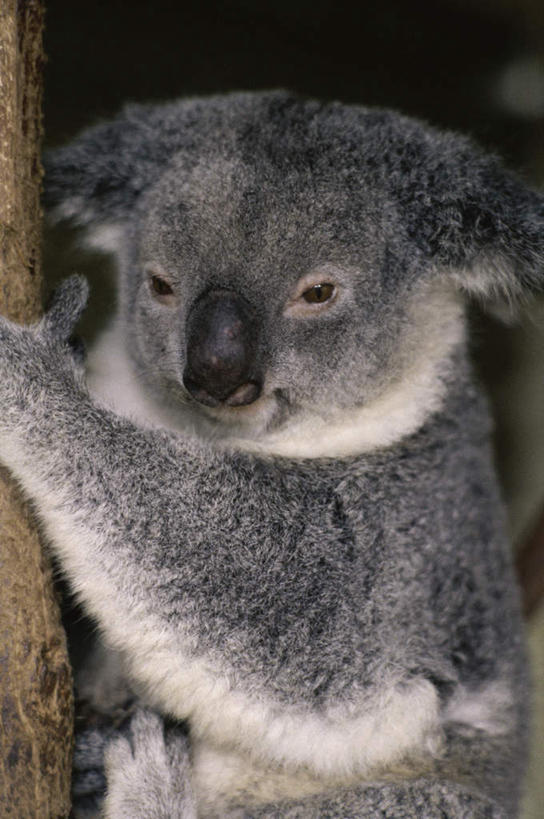 无人,抱,竖图,室外,特写,白天,侧面,美景,植物,哺乳动物,野生动物,景观,扭头,注视,树,树木,一只,绿色,自然,动物,观察,看,转头,景色,可爱,活泼,生长,成长,抱着,观看,察看,搂着,关注,自然风光,树袋熊,考拉,无尾熊,可拉熊,搂,搂抱,半身,彩图