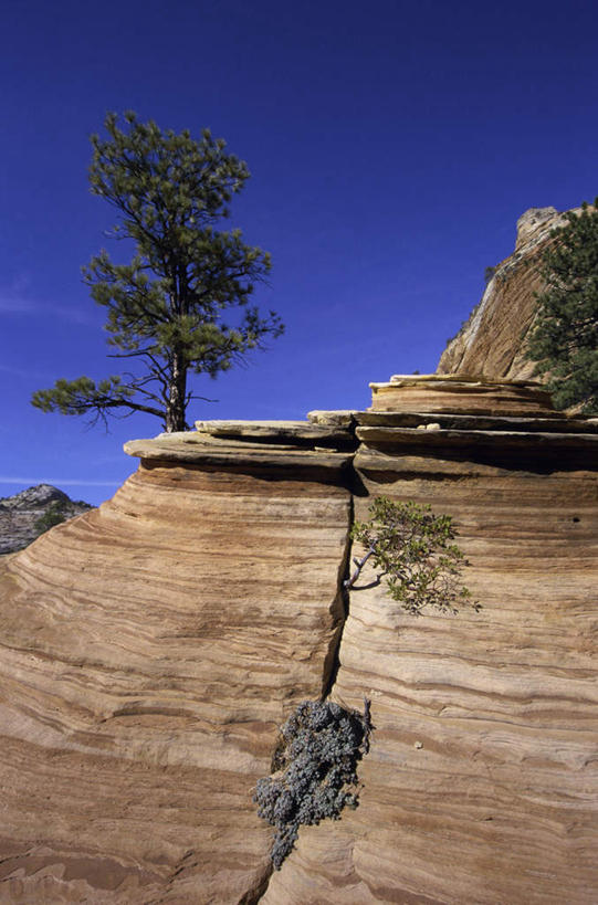无人,公园,竖图,室外,白天,仰视,旅游,度假,石头,美景,山,山脉,植物,美国,阴影,光线,石子,影子,景观,山峰,山峦,娱乐,树,树木,蓝色,绿色,蓝天,天空,阳光,自然,群山,天,享受,休闲,景色,放松,生长,晴朗,成长,北美,北美洲,犹他州,自然风光,美洲,万里无云,北亚美利加洲,亚美利加洲,犹他,蜂窝之州,蜂房州,锡安国家公园,宰恩国家公园,石块,岩石,晴空,晴空万里,彩图,低角度拍摄