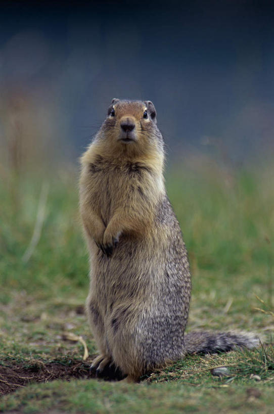 无人,站,竖图,室外,白天,正面,旅游,度假,草地,草坪,美景,植物,野生动物,朦胧,模糊,景观,注视,娱乐,草,一只,绿色,自然,动物,松鼠,观察,看,站着,享受,休闲,景色,放松,可爱,活泼,观看,察看,关注,自然风光,地松鼠,站立,彩图,全身