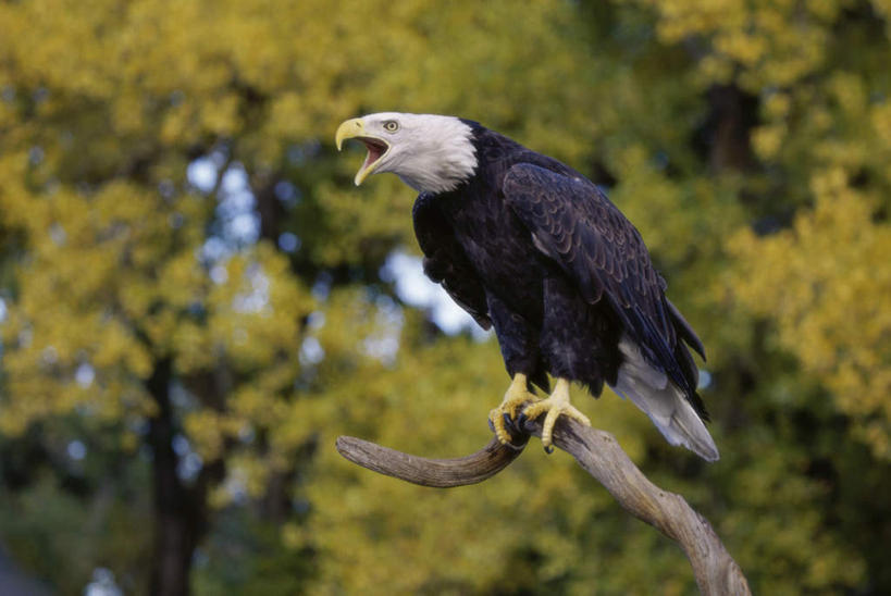 无人,站,横图,室外,白天,仰视,旅游,度假,美景,植物,鸟,野生动物,朦胧,模糊,鸟类,景观,枝条,注视,娱乐,树,树木,树枝,一只,自然,动物,观察,看,站着,张嘴,享受,休闲,景色,放松,观看,察看,关注,自然风光,白头鹰,凶猛,张大嘴巴,海雕,白头海雕,美洲雕,虬枝,枝杈,残暴,凶残,张开嘴,站立,彩图,低角度拍摄,全身