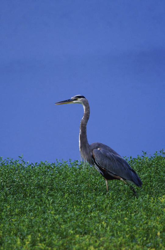 无人,站,竖图,室外,白天,侧面,旅游,度假,草地,草坪,美景,植物,鸟,阴影,光线,鸟类,影子,地平线,景观,辽阔,地面,注视,娱乐,草,一只,蓝色,绿色,蓝天,天空,阳光,自然,天,观察,看,站着,享受,休闲,广阔,景色,放松,晴朗,观看,一望无际,察看,大蓝鹭,关注,自然风光,延伸,万里无云,天地相交,无边无际,一马平川,晴空,晴空万里,站立,彩图,全身