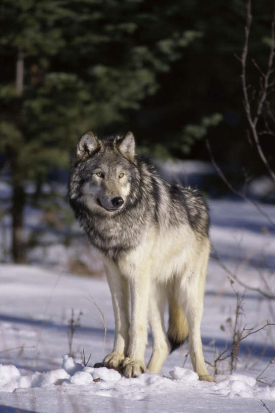 无人,站,竖图,室外,白天,正面,美景,树林,雪,植物,大雪,狼,野生动物,阴影,光线,影子,积雪,景观,雪景,冬季,冬天,扭头,注视,树,树木,一只,绿色,阳光,自然,动物,观察,看,站着,转头,景色,寒冷,生长,成长,观看,察看,关注,自然风光,凶猛,严寒,残暴,凶残,灰狼,站立,彩图,全身,犬科动物