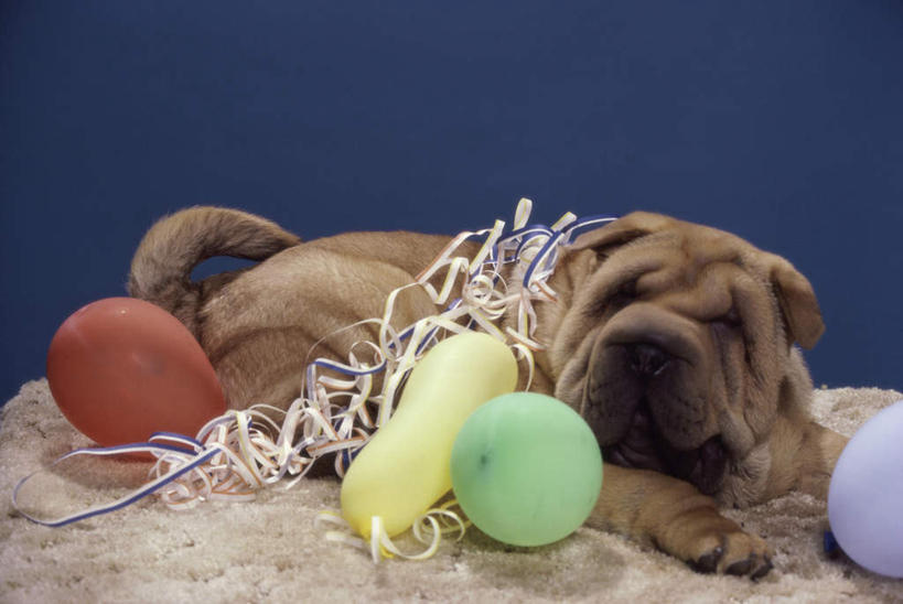 无人,躺,闭眼,睡,横图,室内,白天,侧面,宠物,狗,纺织品,许多,阴影,蓝色背景,装饰,编织,反射,毛毯,毯子,影子,手工艺品,塑料,织物,沙皮狗,纺织,动物,气球,塑料制品,工艺品,垫子,趴着,温暖,橡胶,可爱,摄影,影棚,华丽,修饰,点缀,橡胶制品,忠诚,衬托,美观,雅致,雅观,沙皮,沙皮犬,壁毯,挂毯,卧着,犬,闭眼睛,闭着眼,闭着眼睛,困,困觉,趴,寝息,睡觉,躺着,卧,彩图,全身,影棚拍摄,拍摄