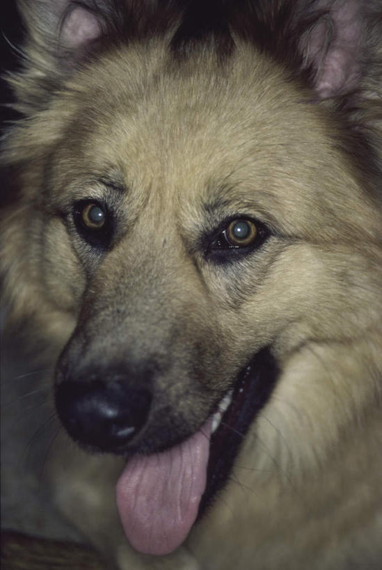 头,无人,站,竖图,室外,特写,白天,正面,宠物,狗,阴影,朦胧,模糊,反射,影子,注视,吐舌头,一只,动物,观察,看,站着,张嘴,可爱,牧羊犬,观看,察看,关注,张大嘴巴,边境牧羊犬,忠诚,边境柯利牧羊犬,博德牧羊犬,头部,张开嘴,犬,站立,半身,彩图