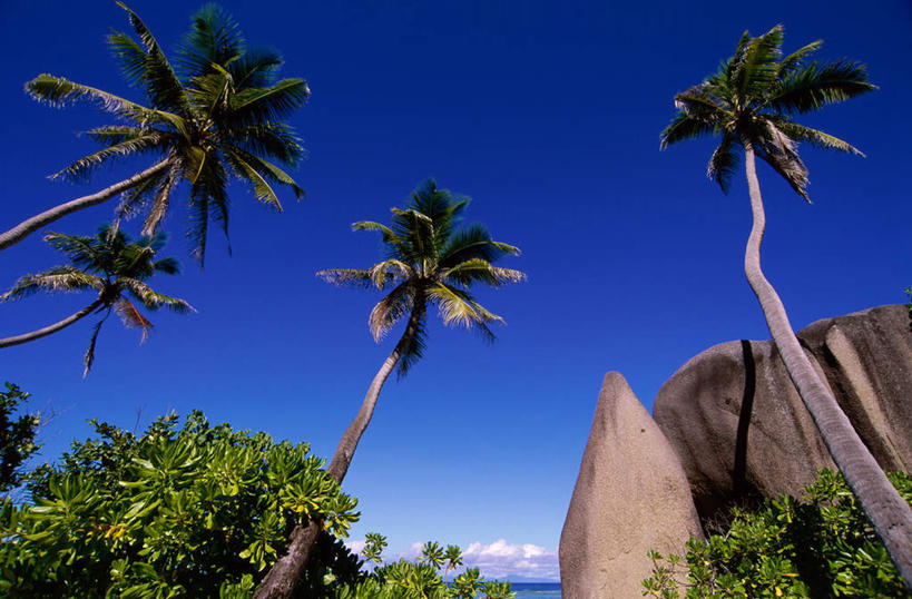 无人,横图,室外,白天,仰视,旅游,度假,石头,美景,植物,椰树,叶子,非洲,塞舌尔,阴影,光线,石子,影子,景观,绿叶,娱乐,树,树木,蓝色,绿色,蓝天,天空,阳光,自然,天,享受,休闲,嫩叶,景色,放松,生长,晴朗,成长,自然风光,拉迪格岛,塞舌尔共和国,万里无云,阿非利加洲,东非,叶,叶片,石块,岩石,晴空,晴空万里,棕榈,椰子树,彩图,低角度拍摄