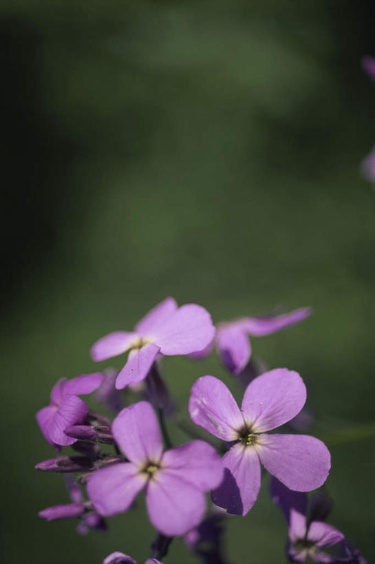 无人,竖图,室外,特写,白天,正面,美景,树林,植物,朦胧,模糊,盛开,景观,花蕾,赤素馨花,花,花瓣,花朵,鲜花,树,树木,绿色,紫色,自然,花苞,花蕊,景色,生长,成长,自然风光,缅栀子,蛋黄花,鸡蛋花,缅栀花,大季花,印度素馨,彩图