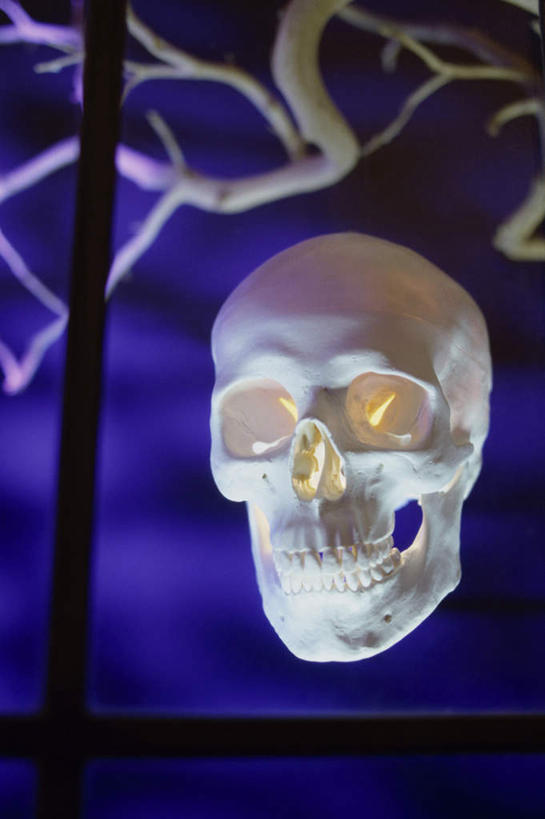 颅骨,骨骼,无人,竖图,俯视,室内,特写,白天,静物,阴影,节日,庆祝,反射,光线,骷髅,影子,灯光,骨头,文化,庆典,万圣节,摄影,影棚,纪念,怪异,骨架,奇怪,神奇,奇幻,奇特,鼻骨,顶骨,额骨,颈椎,颞骨,下颌骨,颧骨,古怪,奇异,乖张,头盖骨,彩图,高角度拍摄,影棚拍摄,拍摄