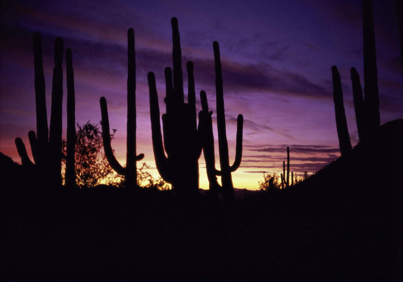 无人,横图,室外,白天,正面,旅游,度假,美景,日落,植物,仙人掌,美国,阴影,光线,火焰,影子,景观,晚霞,霞光,云,云朵,落日,草药,背光,云彩,娱乐,中药,白云,阳光,自然,黄昏,享受,休闲,景色,彩霞,放松,亚利桑那,北美,北美洲,自然风光,美洲,药材,中草药,逆光,亚利桑那州,中药材,本草,大峡谷之州,牛舌头,北亚美利加洲,亚美利加洲,保护区,野生动物保护区,夕照,国家野生动物保护区,夕阳,玉芙蓉,仙巴掌,火掌,霸王树,彩图,卡韦萨普列塔国家野生动物保护区,斜阳