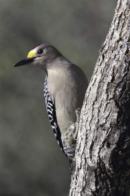 无人,站,竖图,室外,特写,白天,正面,美景,鸟,啄木鸟,阴影,朦胧,模糊,光线,鸟类,影子,景观,树桩,注视,树,树干,一只,阳光,自然,观察,看,站着,木桩,景色,观看,察看,关注,自然风光,金额啄木鸟,森林医生,站立,彩图,全身,益鸟