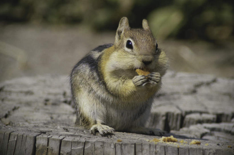 手,无人,站,吃,横图,室外,白天,正面,美景,野生动物,叶子,双手,握,阴影,朦胧,模糊,光线,影子,景观,坚果,果实,绿叶,树桩,注视,树,树干,一只,阳光,自然,动物,干果,松鼠,观察,看,站着,手部,嫩叶,木桩,景色,可爱,握着,活泼,观看,察看,关注,自然风光,地松鼠,叶,叶片,嚼,食,站立,彩图,全身