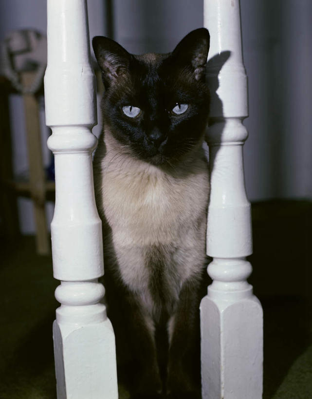 无人,栏杆,站,竖图,室内,白天,正面,宠物,猫,阴影,反射,暹罗猫,影子,围栏,注视,护栏,一只,白色,动物,观察,看,站着,可爱,观看,察看,关注,猫咪,泰国猫,西母猫,站立,彩图,全身