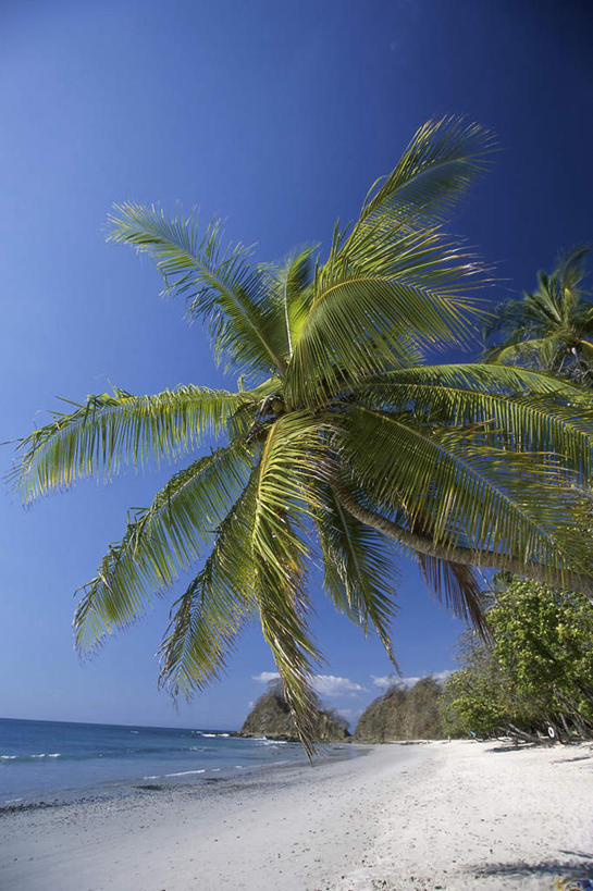 无人,竖图,室外,白天,正面,旅游,度假,海浪,海洋,美景,沙滩,植物,棕榈树,叶子,哥斯达黎加,阴影,光线,沙子,影子,海岸,景观,浪花,绿叶,沙地,娱乐,树,树木,蓝色,绿色,蓝天,天空,阳光,自然,海水,天,享受,休闲,嫩叶,景色,放松,生长,晴朗,成长,北美,北美洲,自然风光,美洲,海景,棕榈叶,万里无云,首府,北亚美利加洲,亚美利加洲,哥斯达黎加共和国,彭塔雷纳斯省,叶,叶片,大海,风浪,海,海水的波动,海滩,近岸浪,涌浪,晴空,晴空万里,彩图,彭塔雷纳斯