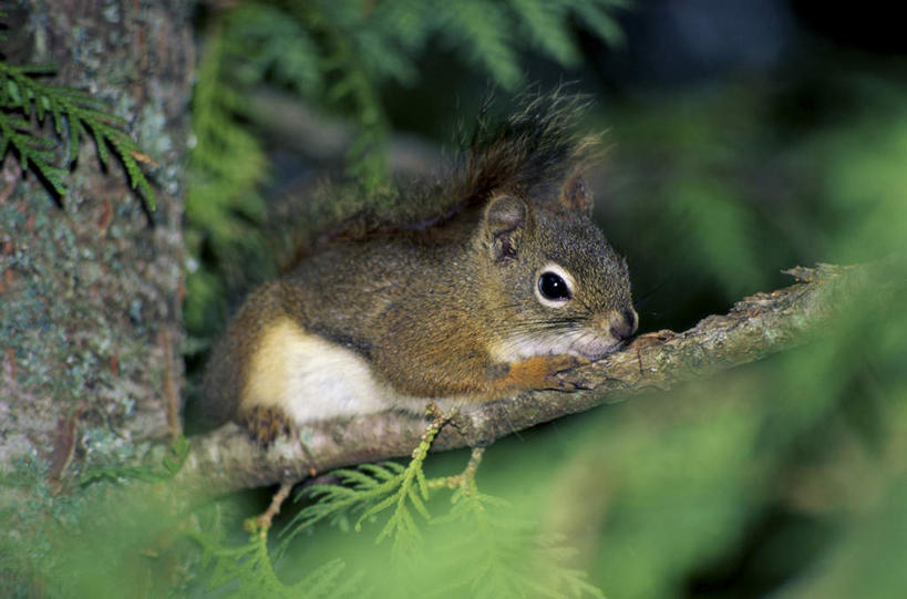 无人,横图,室外,白天,侧面,美景,植物,松树,野生动物,叶子,阴影,朦胧,模糊,光线,影子,景观,绿叶,枝条,注视,树,树木,树枝,一只,阳光,自然,动物,松鼠,观察,看,趴着,嫩叶,景色,可爱,活泼,观看,察看,关注,自然风光,坚定,长寿,贞洁,红松鼠,虬枝,枝杈,叶,叶片,趴,彩图,全身