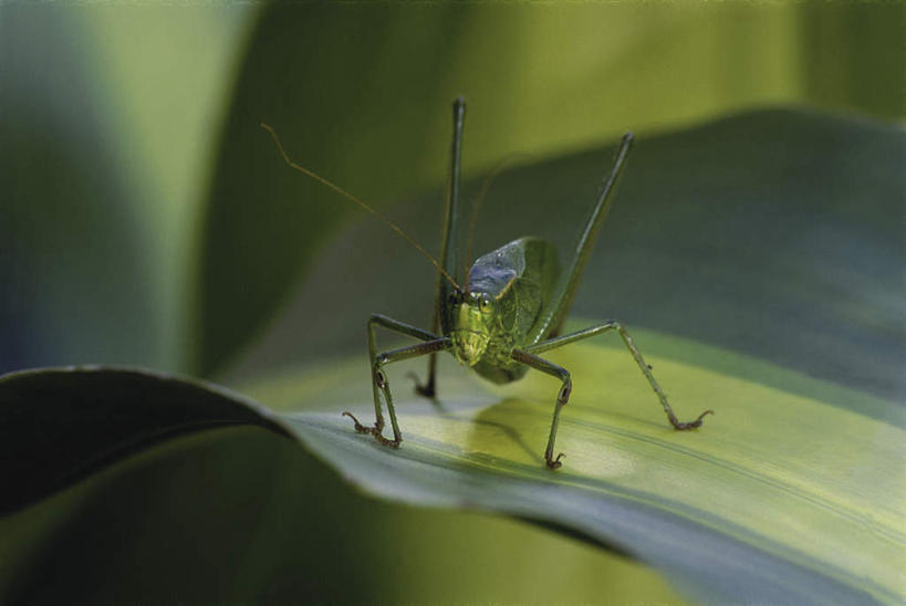 无人,站,横图,室外,特写,白天,正面,美景,叶子,阴影,朦胧,模糊,光线,昆虫,影子,景观,绿叶,注视,一只,阳光,自然,动物,观察,看,站着,嫩叶,景色,观看,察看,关注,自然风光,害虫,纺织娘,莎鸡,筒管娘,叶,叶片,站立,彩图,全身