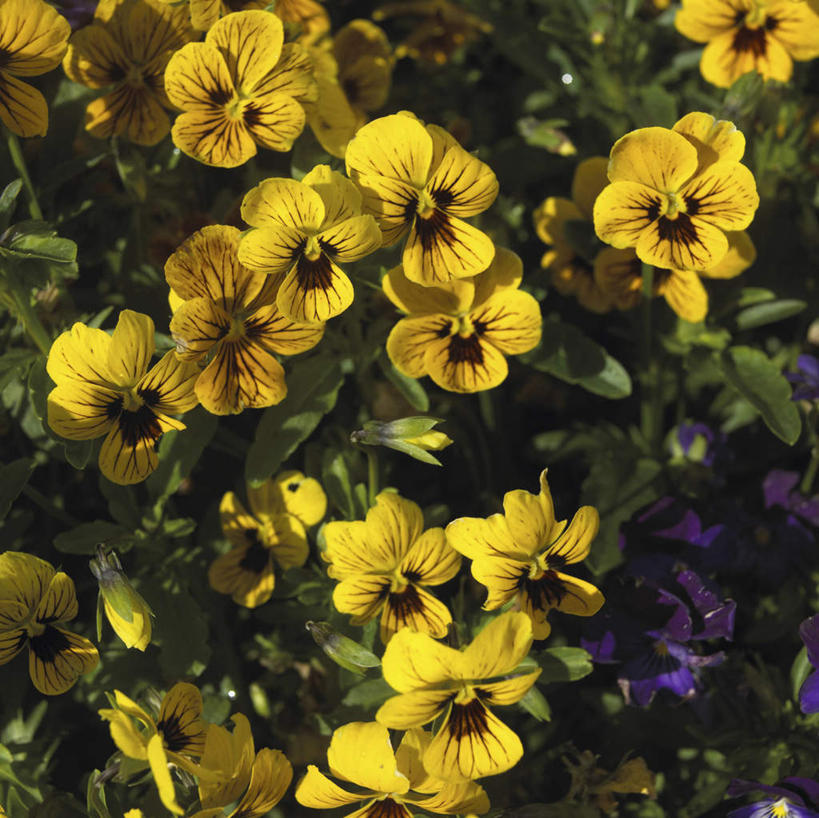 无人,横图,室外,特写,白天,正面,幸福,美景,紫罗兰,阴影,朦胧,模糊,光线,影子,景观,清凉,黄色,阳光,自然,夏天,景色,自然风光,三色紫罗兰,永恒,质朴,美德,纯爱,草紫罗兰,草桂花,彩图