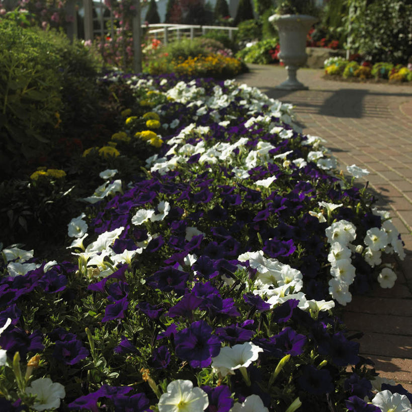 无人,横图,室外,白天,正面,爱情,旅游,度假,花海,花圃,美景,植物,喇叭花,叶子,阴影,盛开,光线,影子,景观,花蕾,娱乐,花,花瓣,花朵,花卉,鲜花,绿色,阳光,自然,花丛,花束,花田,花苞,花蕊,享受,休闲,景色,放松,虚幻,自然风光,矮牵牛花,永恒,牵牛,牵牛子,勤娘子,碧冬茄,朝颜花,灵芝牡丹,冷静,牵牛花,彩图