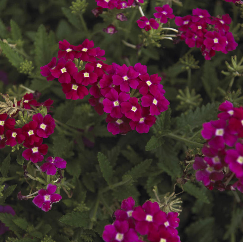 无人,横图,室外,白天,正面,花海,花圃,美景,植物,叶子,许多,阴影,盛开,光线,影子,景观,绿叶,草药,药草,花蕾,中药,花,花瓣,花朵,花卉,鲜花,红色,绿色,阳光,自然,花丛,花束,花田,花苞,花蕊,嫩叶,景色,马鞭草,自然风光,药材,中草药,恶心,中药材,本草,龙牙草,凤颈草,野荆芥,紫顶龙芽草,叶,叶片,彩图