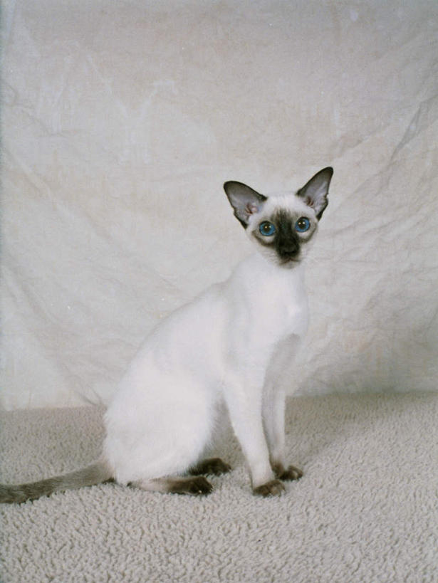 无人,坐,竖图,室内,白天,白色背景,侧面,宠物,猫,阴影,反射,暹罗猫,影子,扭头,注视,一只,白色,动物,观察,看,转头,可爱,摄影,影棚,观看,察看,关注,猫咪,泰国猫,西母猫,坐着,彩图,全身,影棚拍摄,拍摄