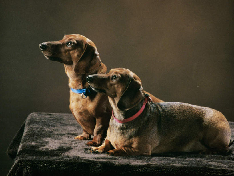 无人,站,横图,室内,白天,侧面,桌子,宠物,狗,阴影,反射,腊肠犬,布料,影子,墙,迷你腊肠犬,布纹,注视,腊肠狗,墙壁,墙面,桌布,动物,餐巾,台布,观察,看,趴着,站着,两只,可爱,摄影,影棚,观看,察看,关注,忠诚,迷你腊肠狗,项圈,犬,趴,站立,半身,彩图,影棚拍摄,拍摄