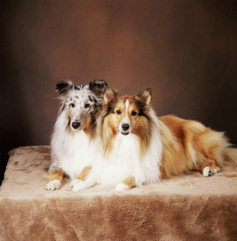 无人,竖图,室内,白天,正面,桌子,宠物,狗,阴影,棕色背景,反射,布料,影子,墙,布纹,注视,墙壁,墙面,桌布,动物,餐巾,台布,观察,看,靠,靠着,趴着,两只,可爱,摄影,影棚,牧羊犬,观看,察看,关注,喜乐蒂牧羊犬,忠诚,喜乐蒂,喜乐蒂犬,设得兰群岛牧羊犬,谢德兰牧羊犬,犬,趴,彩图,全身,影棚拍摄,拍摄