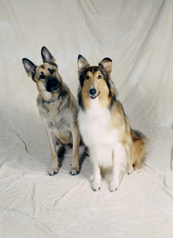 无人,坐,竖图,室内,白天,白色背景,正面,宠物,狗,阴影,反射,影子,墙,注视,墙壁,墙面,动物,观察,看,两只,可爱,摄影,影棚,牧羊犬,观看,察看,德国牧羊犬,关注,喜乐蒂牧羊犬,忠诚,喜乐蒂,喜乐蒂犬,德国狼犬,黑背,设得兰群岛牧羊犬,谢德兰牧羊犬,犬,坐着,彩图,全身,影棚拍摄,拍摄