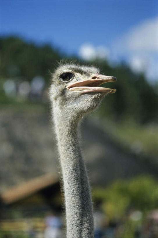 头,无人,站,竖图,室外,特写,白天,正面,美景,山,山脉,植物,鸟,鸵鸟,阴影,朦胧,模糊,光线,鸟类,影子,景观,山峰,云,云朵,山峦,云彩,注视,树,树木,一只,蓝色,绿色,白云,蓝天,天空,阳光,自然,群山,天,观察,看,站着,景色,生长,晴朗,成长,观看,察看,关注,自然风光,美洲鸵鸟,美洲鸵,头部,晴空,站立,半身,彩图