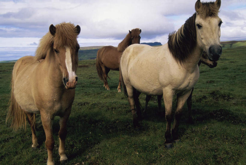 无人,站,横图,室外,白天,正面,草地,草坪,美景,植物,马,野生动物,欧洲,冰岛,阴影,光线,影子,景观,云,云朵,云彩,注视,草,蓝色,绿色,白云,蓝天,天空,阳光,自然,动物,天,观察,看,站着,景色,运输,牲畜,晴朗,观看,察看,关注,自然风光,北欧,三匹,冰岛共和国,晴空,站立,彩图,全身