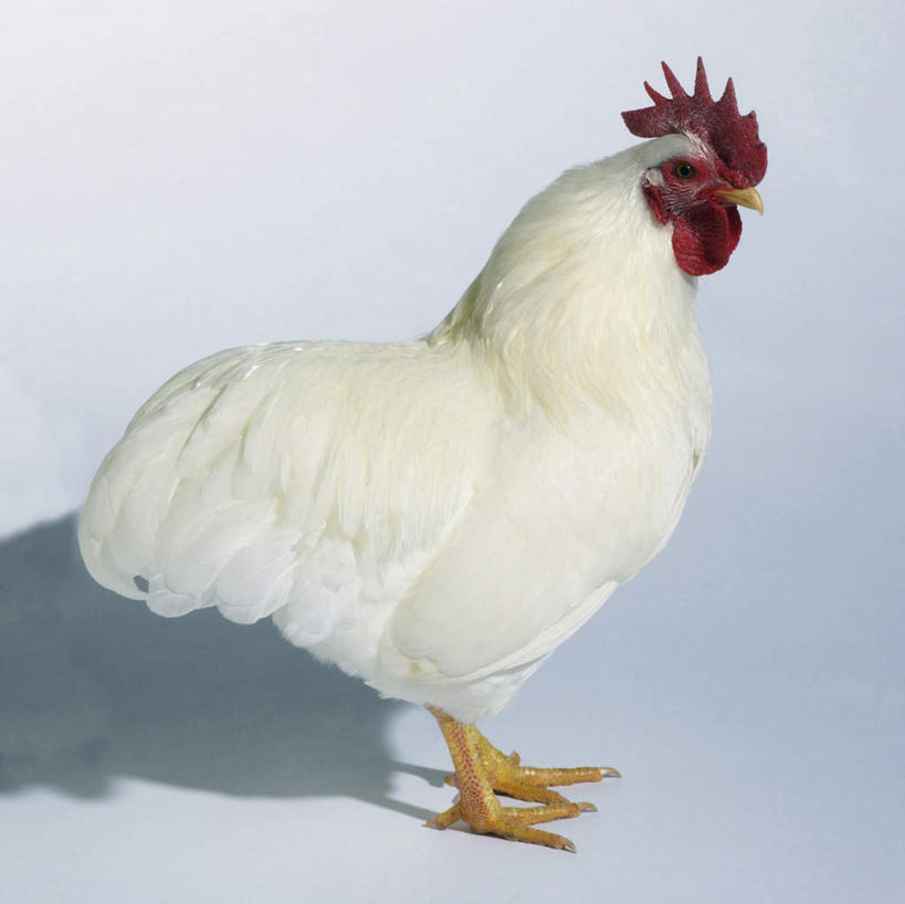 无人,站,横图,室内,白天,白色背景,侧面,鸡,阴影,反射,影子,注视,家禽,一只,白色,动物,观察,看,站着,摄影,牲畜,影棚,观看,察看,关注,站立,彩图,全身,影棚拍摄,拍摄,白洛克鸡