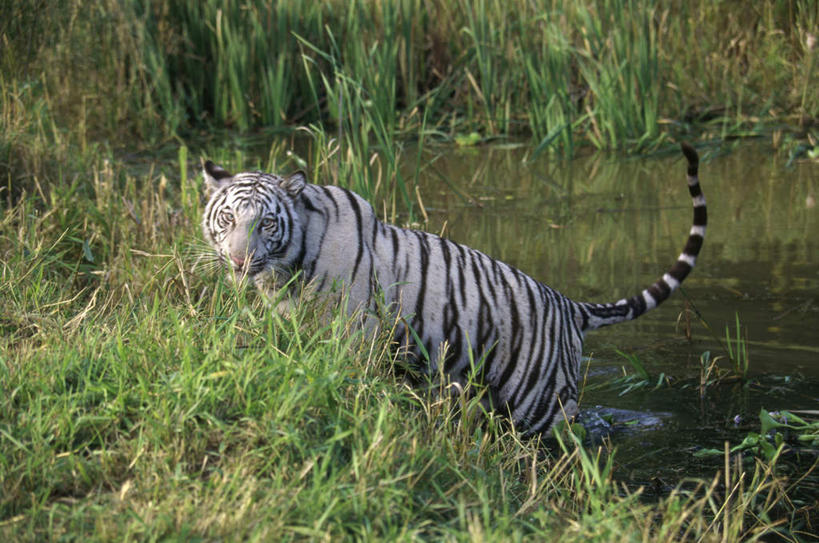 无人,走,横图,室外,白天,侧面,草地,草坪,河流,美景,水,植物,哺乳动物,虎,野生动物,阴影,波纹,光线,影子,河水,景观,水流,涟漪,扭头,注视,草,一只,绿色,倒影,水纹,阳光,自然,动物,波浪,观察,看,转头,景色,观看,察看,倒映,关注,自然风光,孟加拉虎,凶猛,水晕,印度虎,反照,残暴,凶残,老虎,步行,散步,走路,彩图,全身