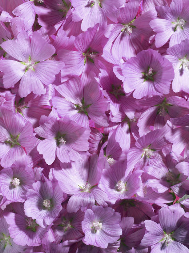 无人,竖图,室外,特写,白天,正面,神秘,许多,阴影,盛开,反射,影子,花蕾,花,花瓣,花朵,鲜花,紫色,花苞,花蕊,优美,庄重,高贵,消极,金钱紫花葵,锦葵,荆葵,钱葵,淑气花,小白淑气花,恩惠,冷色,孤寂,彩图,奢华